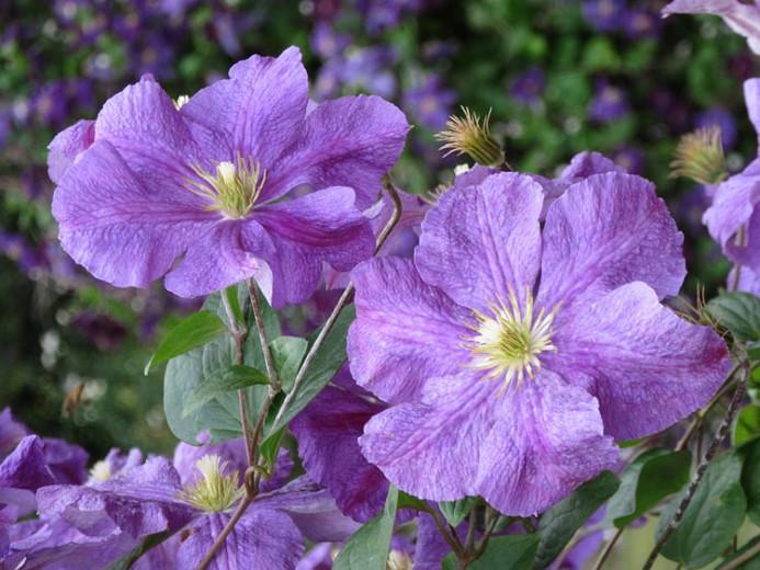 Clematis 'Victoria', Late Large-Flowered Clematis 'Victoria', group 3 clematis, purple clematis, violet clematis, Clematis Vine, Clematis Plant, Flower Vines, Clematis Flower, Clem
